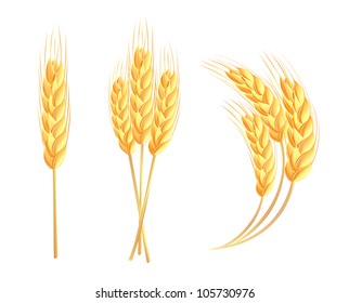 Wheat ears