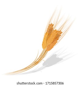 Wheat ears. Agriculture, organic farming, healthy food symbol. Whole stalks. Vector illustration.