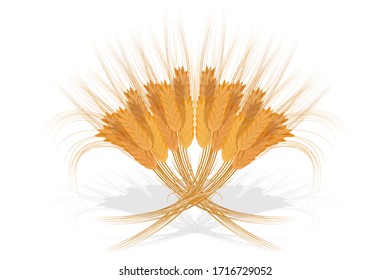 Wheat ears. Agriculture, organic farming, healthy food symbol. Whole stalks. Vector illustration.