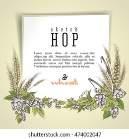 Wheat ears with beer hops branch, hops leaves and cones vector hand drawn illustration. Sketch and engraving style design layout with isolated element.