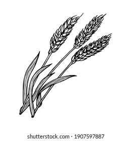 Wheat ears botanical hand drawn illustration for bakery design vector vintage background