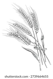 Wheat ears bunch engraving. Crop hand drawing