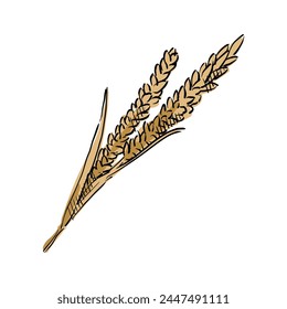 wheat ears cartoon drawing vector