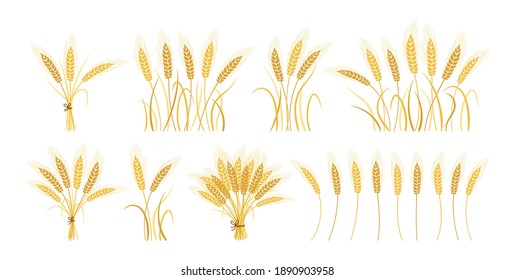 Wheat ears cartoon set. Gold sheaf, bunch grain ripe collection, agricultural symbol flour production. Design organic farm elements, organic vegetarian bread packaging beer label vector