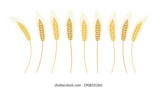 Wheat ears cartoon set. Yellow ripe spikelets wheat separate, different shapes. Agricultural symbol oat for bakery, flour production. Design organic farm elements bread packaging beer label vector