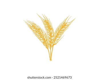 Orelhas de trigo Cereal Crop Sketch gravura Estilo Ilustração Vetor. Ilustração de vetor de estilo de gravura de orelhas de trigo - Esboço de culturas de cereais para agricultura biológica e design agrícola