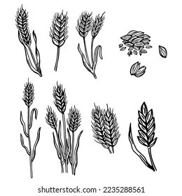 Wheat ears cereals crop sketch decorative icons set isolated vector illustration