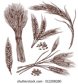 Wheat ears cereals crop sketch decorative icons set isolated vector illustration