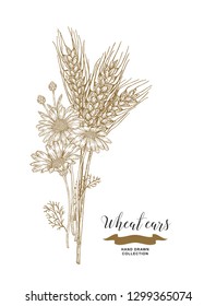 Wheat ears and chamomiles bouquet. Hand drawn vector illustration vintage.
