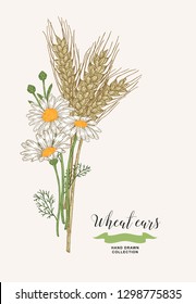 Wheat ears with chamomiles. Rustic bouquet plants of fields. Hand drawn vector illustration.
