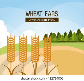 Wheat ears design, farm and agriculture concept, ve