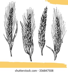Wheat ears. Engraving vintage vector black illustration. Isolated on white background. Hand drawn design element for label and poster