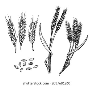 Wheat ears, grain set. Hand drawn sketch set. Cereals sketch decorative icons set isolated vector illustrations