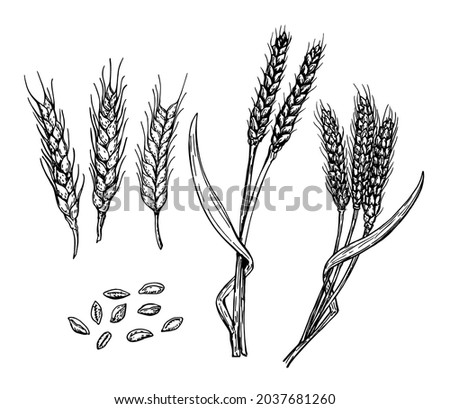 Wheat ears, grain set. Hand drawn sketch set. Cereals sketch decorative icons set isolated vector illustrations