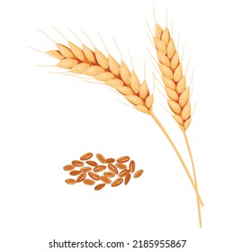 Wheat ears and grains. Illustration for design beer, bread, flour packaging. Symbols for healthy natural farming food, whole organic spikelets elements on white.