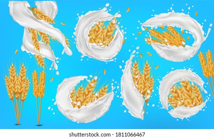 Wheat ears grains with splash of milk or yogurt. Yellow whole stalks wheat, organic product, agriculture, healthy food. Set realistic wheat ears. Vector illustration