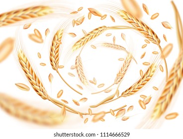 Wheat ears and grains whirl in the air. Wheat in motion on a white background. Realistic vector illustration for your design.