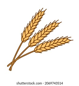 Wheat ears with grains. Yellow flakes for bakery, flour production design. Whole stalks of wheat, an element for packaging organic vegetarian products. Isolated hand illustration vector