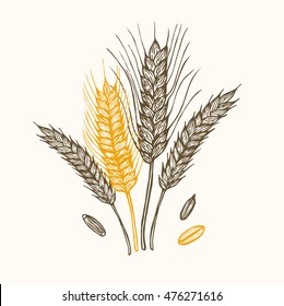 Wheat Ears Hand Draw Sketch Set. Vector illustration