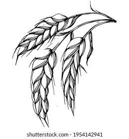 Wheat ears hand drawings. Engraving vintage illustration symbol of protection and safety. Antique vintage engraving illustration for logo.