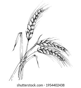 Wheat ears hand drawings. Engraving vintage illustration symbol of protection and safety. Antique vintage engraving illustration for logo
