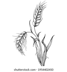 Wheat ears hand drawings. Engraving vintage illustration symbol of protection and safety. Antique vintage engraving illustration for logo
