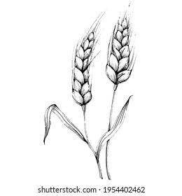 Wheat ears hand drawings. Engraving vintage illustration symbol of protection and safety. Antique vintage engraving illustration for logo
