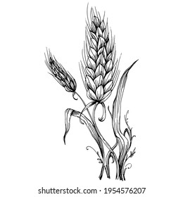 Wheat ears hand drawings. Engraving vintage illustration symbol of protection and safety. Antique vintage engraving illustration for logo
