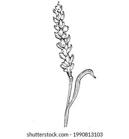 Wheat ears hand drawings. Engraving vintage illustration symbol of protection and safety. Antique vintage engraving illustration for logo
