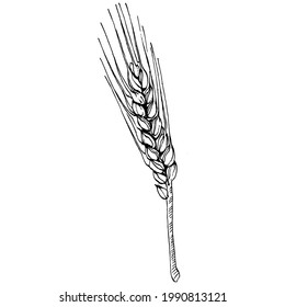 Wheat ears hand drawings. Engraving vintage illustration symbol of protection and safety. Antique vintage engraving illustration for logo
