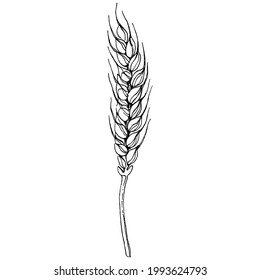 Wheat ears hand drawings. Engraving vintage illustration symbol of protection and safety. Antique vintage engraving illustration for logo
