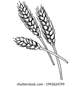 El trigo oreja dibujos a mano. Símbolo de protección y seguridad de la ilustración vintage grabada. Ilustración de grabado de vintage antiguo para logotipo
