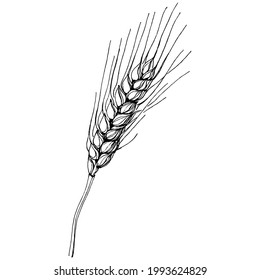 Wheat ears hand drawings. Engraving vintage illustration symbol of protection and safety. Antique vintage engraving illustration for logo
