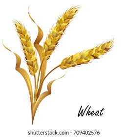 Wheat ears. Hand drawn realistic vector illustration isolated on white background for packaging design.