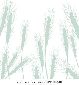 Wheat ears. Hand drawn vector illustration of green wheat ears on white background in realistic style.
