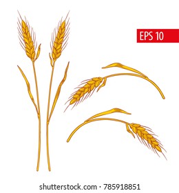 Wheat ears, hand drawn vector illustration