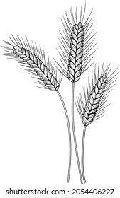Wheat ears hand-drawn ink vector