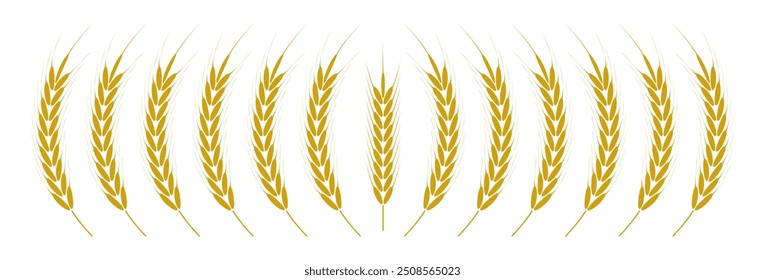 Wheat Ears Icons vector illustration. wheat leaf clipart. Organic wheat icon, bread agriculture. Grains plants and cereal, rye barley and wheat ear spikes. Bakery food concept. cereal plant isolated.