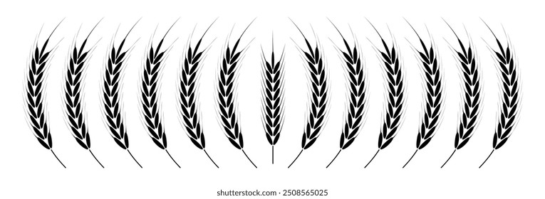 Wheat Ears Icons vector illustration. wheat leaf clipart. Organic wheat icon, bread agriculture. Grains plants and cereal, rye barley and wheat ear spikes. Bakery food concept. cereal plant isolated.