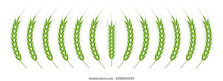 Wheat Ears Icons vector illustration. wheat leaf clipart. Organic wheat icon, bread agriculture. Grains plants and cereal, rye barley and wheat ear spikes. Bakery food concept. cereal plant isolated.