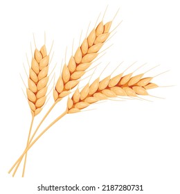 Wheat ears. Illustration for design beer, bread, flour packaging. Symbols for healthy natural farming food, whole organic spikelets elements on white.