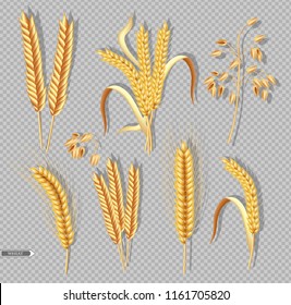 Wheat ears isolated on transparent background Vector realistic. Detailed dried whole grains set. Cereals harvest, agriculture, organic farming. Healthy Bakery design elements