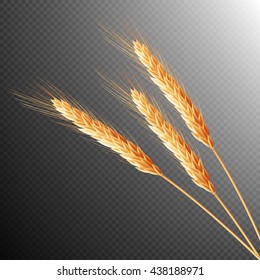 Wheat ears isolated on transparent background with space for text. EPS 10 vector file included