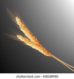 Wheat ears isolated on transparent background with space for text. EPS 10 vector file included