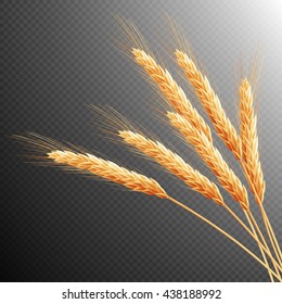 Wheat ears isolated on transparent background with space for text. EPS 10 vector file included