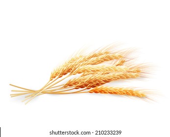 Wheat ears isolated on white background. EPS 10 vector file included