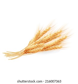 Wheat ears isolated on white background, agricultural illustration. EPS 10 vector file included