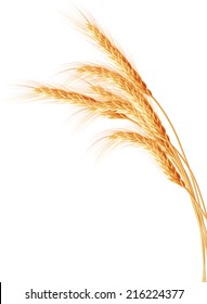 Wheat ears isolated on the white background. EPS 10