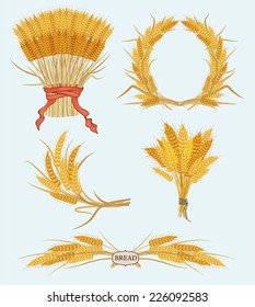 Wheat ears isolated on white background. vector