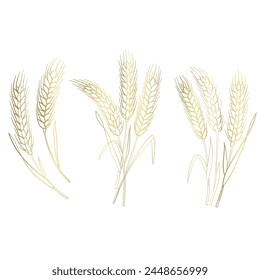 wheat ears isolated on white